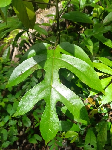Vasconcellea microcarpa (Vasconcellea microcarpa)