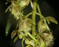 Epidendrum baezense