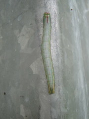 Sorama bicolor