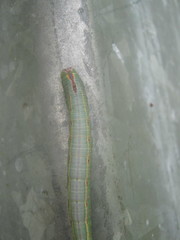 Sorama bicolor