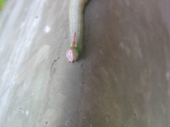 Sorama bicolor