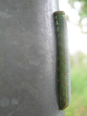 Sorama bicolor