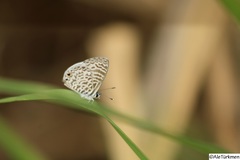 Leptotes cassius cassidula