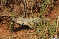 Ctenosaura pectinata