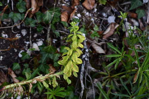 Endophyllum euphorbiae-sylvaticae, 2026-04-18