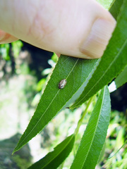 Balta bicolor