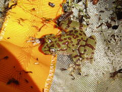 Heleophryne purcelli