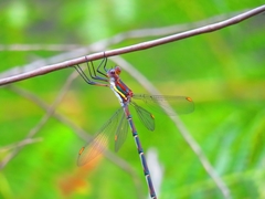 Chlorolestes conspicuus