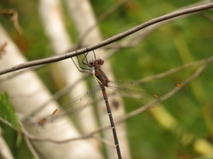 Chlorolestes conspicuus