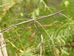 Chlorolestes conspicuus