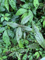 Achyranthes longifolia