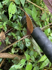 Achyranthes longifolia