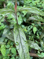Achyranthes longifolia