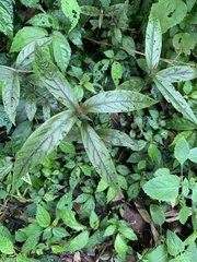 Achyranthes longifolia