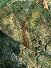 Rhinogobius rubromaculatus