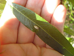 Balta bicolor