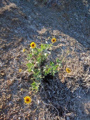 Encelia palmeri