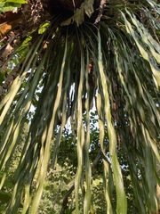 Haplopteris elongata