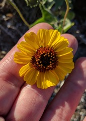 Encelia palmeri