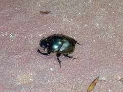 Digitonthophagus