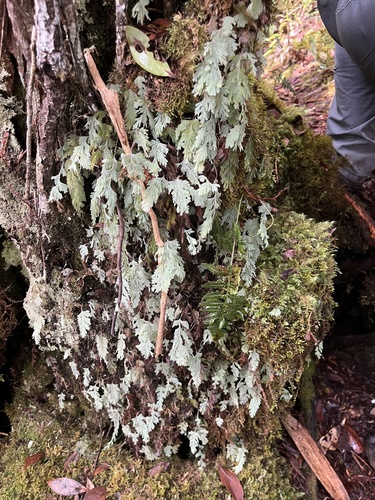 Hymenophyllum pallidum observed 2026-03-14