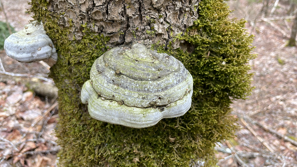 Fomes excavatus · April 2026 · photo: © glenn_wooden (iNaturalist, cc-by)