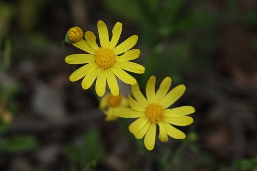 Senecio gallicus, photograph 5