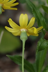 Senecio gallicus, photograph (c) Antoine Thivolle, some rights reserved (CC BY)
