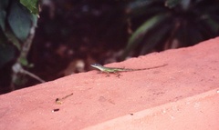 Anolis luciae
