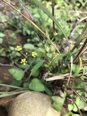 Bupleurum kaoi