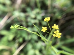 Bupleurum kaoi