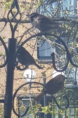 Passer domesticus