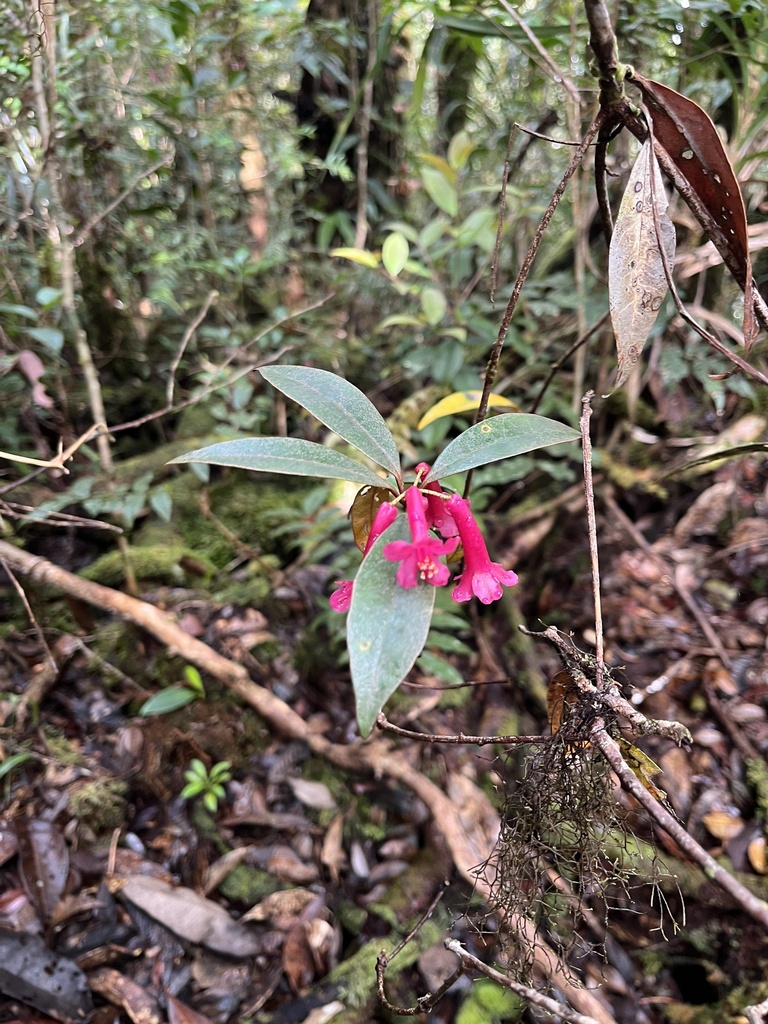 Rhododendron malayanum (Rhododendron malayanum)