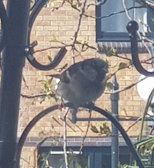 Passer domesticus