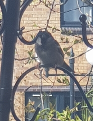 Passer domesticus