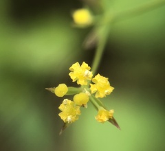 Bupleurum kaoi