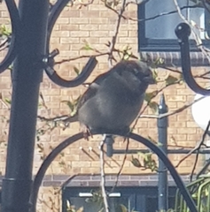 Passer domesticus