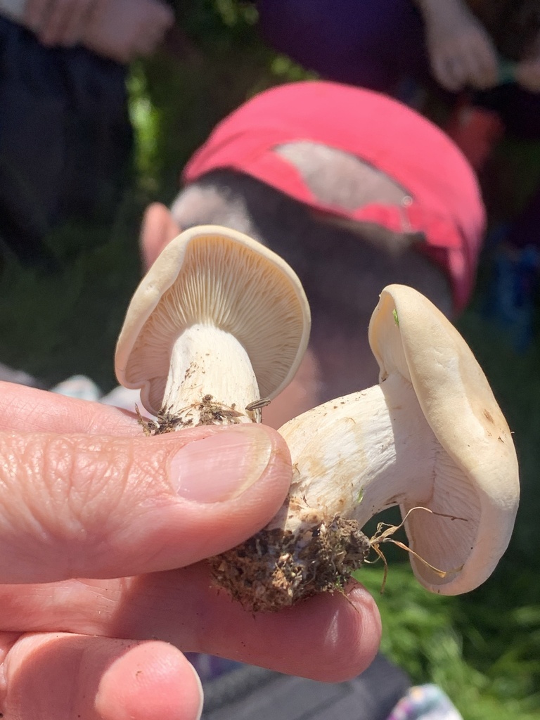 Calocybe gambosa · April 2026 · photo: © manuela9012 (iNaturalist, cc-by)