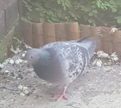 Columba livia domestica