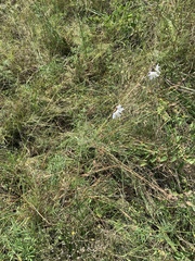 Chlorophytum fasciculatum