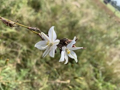 Chlorophytum fasciculatum