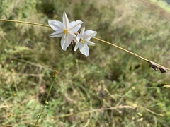 Chlorophytum fasciculatum