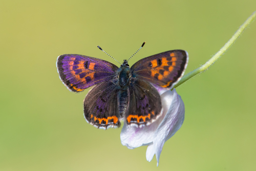 Violet Copper