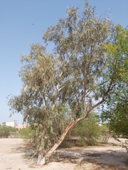 Eucalyptus