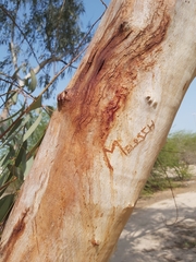 Eucalyptus
