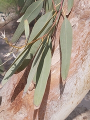 Eucalyptus