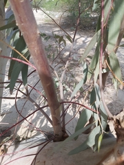 Eucalyptus