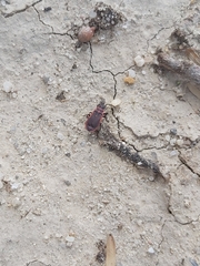 Scantius forsteri