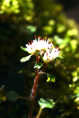 Chrysosplenium album stamineum