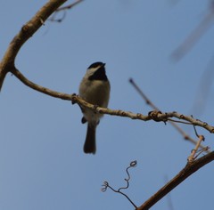 Poecile carolinensis